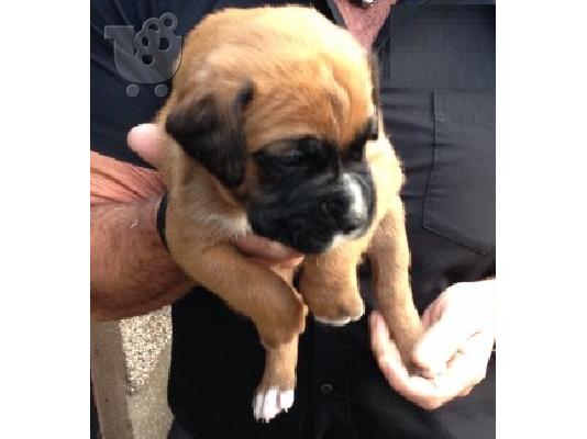 PoulaTo: 11 Kc Καν Κόκκινο Boxer Pups- 2 σκύλες Αριστερά !!